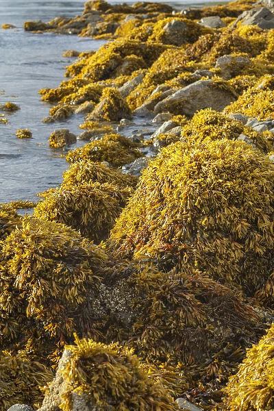 USA, Alaska. Kelp covers rocks along the shore at low tide