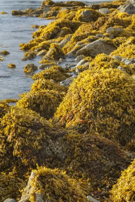 Framed Print : USA, Alaska. Kelp covers rocks along the shore at low tide Framed Print : USA, Alaska. Kelp covers rocks along the shore at low tide
