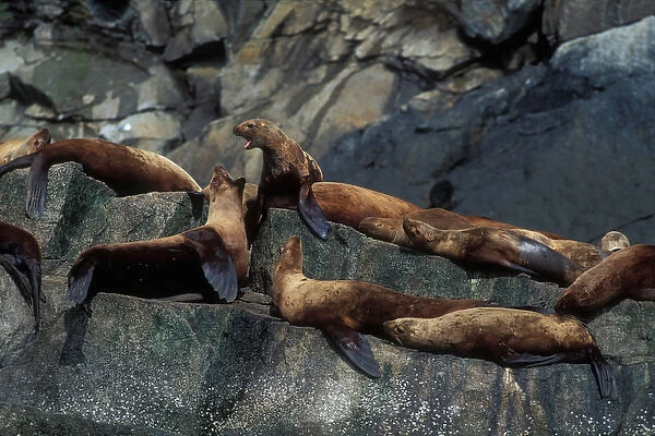 USA, Alaska, Kenai Fjord National Park, Steller Sea Lions (Eumetopias jubatus) hauled
