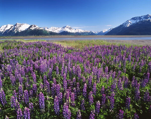 USA, Alaska, Kenai National Wildlife Refuge, Lupines in bloom and the Kenai Mountains