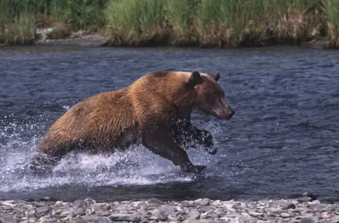 Framed Print : USA, Alaska, Kenai Peninsula. Alaskan brown bear (Ursus arctos) fishing for salmon Framed Print : USA, Alaska, Kenai Peninsula. Alaskan brown bear (Ursus arctos) fishing for salmon