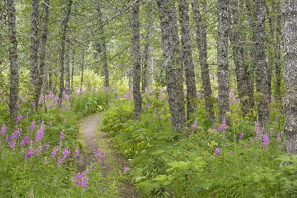 USA, Alaska, Kenai Peninsula. Trail through birch forest and fireweed. Credit as