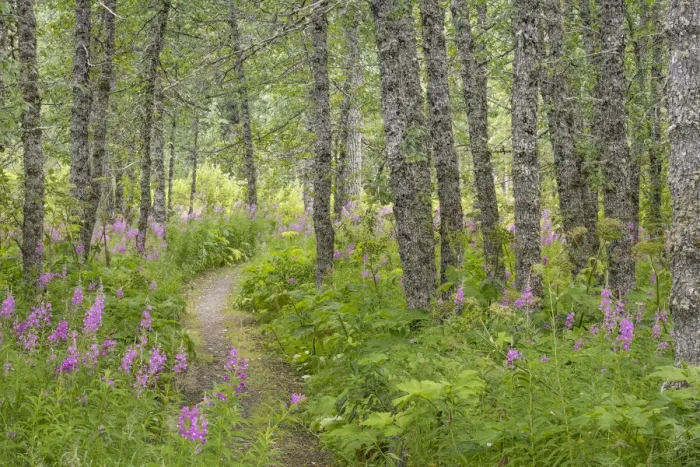 Framed Print : USA, Alaska, Kenai Peninsula. Trail through birch forest and fireweed. Credit as Framed Print : USA, Alaska, Kenai Peninsula. Trail through birch forest and fireweed. Credit as