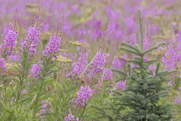 USA, Alaska, Kenai Peninsula, Valdez. Spruce sapling and fireweed flowers. Credit as