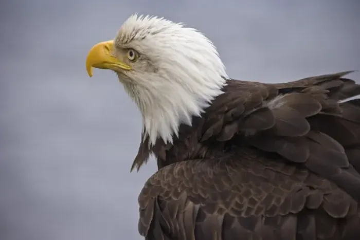 Framed Print : USA, Alaska, Ketchikan. Close-up rear view of bald eagle