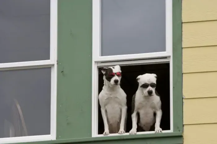 Framed Print : USA, Alaska, Ketchikan. Two dogs in a window sporting sunglasses. Credit as: Don