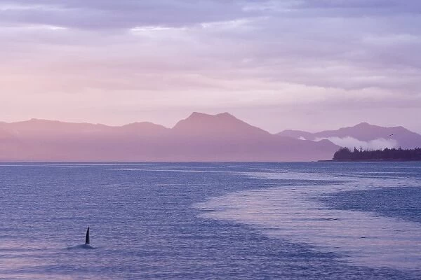USA, Alaska, Ketchikan. Orca surfaces at sunset
