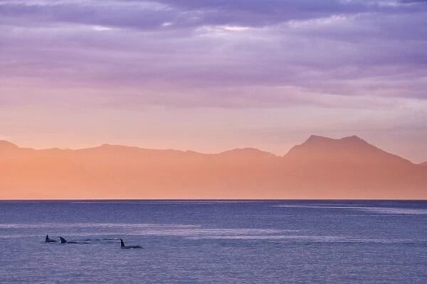 USA, Alaska, Ketchikan. Three orcas surface at sunset