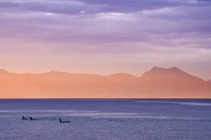 Framed Print : USA, Alaska, Ketchikan. Three orcas surface at sunset Framed Print : USA, Alaska, Ketchikan. Three orcas surface at sunset