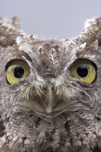 USA, Alaska, Ketchikan. Front portrait of western screech owl