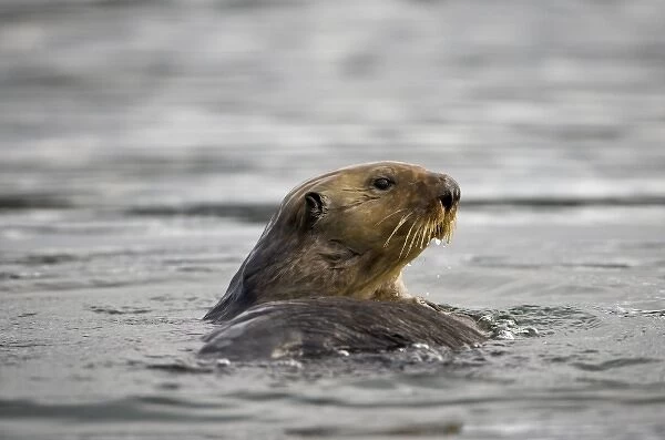 USA, Alaska, Kodiak Island, Sea Otter (Enhydra lutris) floating in Afognak Bay