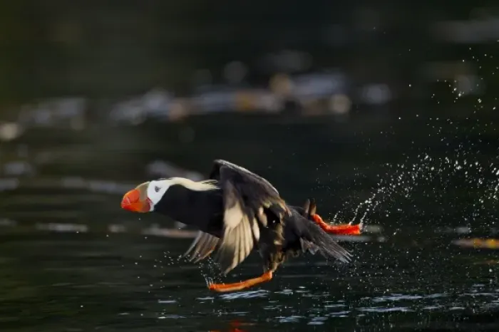 Framed Print : USA, Alaska, Kodiak Island, Tufted Puffin (Fratercula cirrhata) running across water Framed Print : USA, Alaska, Kodiak Island, Tufted Puffin (Fratercula cirrhata) running across water