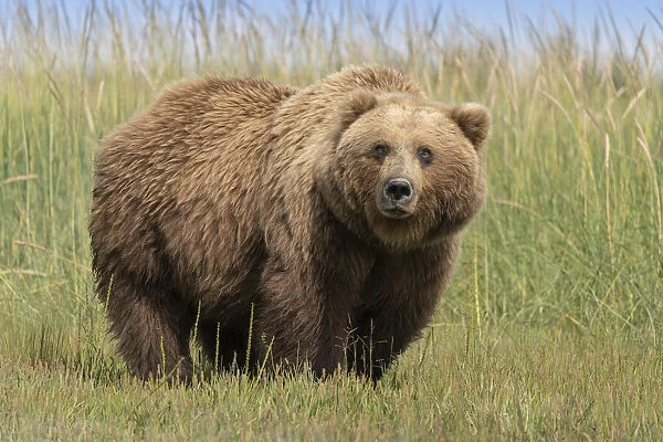 USA, Alaska, Lake Clark National Park. Grizzly bear sow close-up