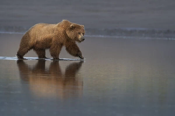 USA, Alaska, Lake Clark National Park. Grizzly bear sow searching for clams at sunrise