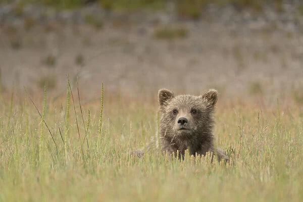 USA, Alaska, Lake Clark National Park. Close-up of grizzly bear cubs head in grass