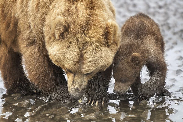 USA, Alaska, Lake Clark National Park. Grizzly bear sow with cub searching for clams in