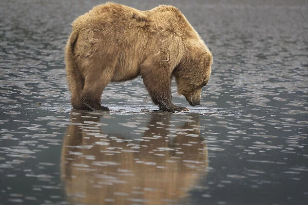 USA, Alaska, Lake Clark National Park. Grizzly bear sow digging for clams at sunrise