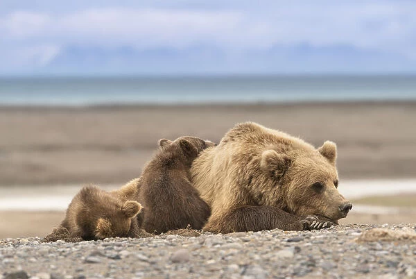 USA, Alaska, Lake Clark National Park. Grizzly bear sow resting with cubs