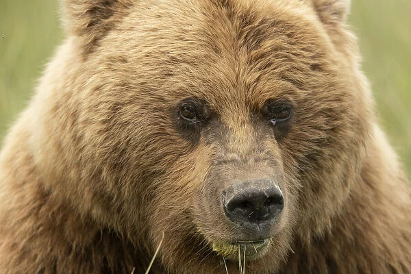 USA, Alaska, Lake Clark National Park. Grizzly bear sow close-up