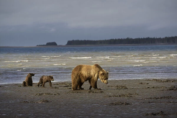 USA, Alaska, Lake Clark National Park. Grizzly bear sow with cubs searching for clams at