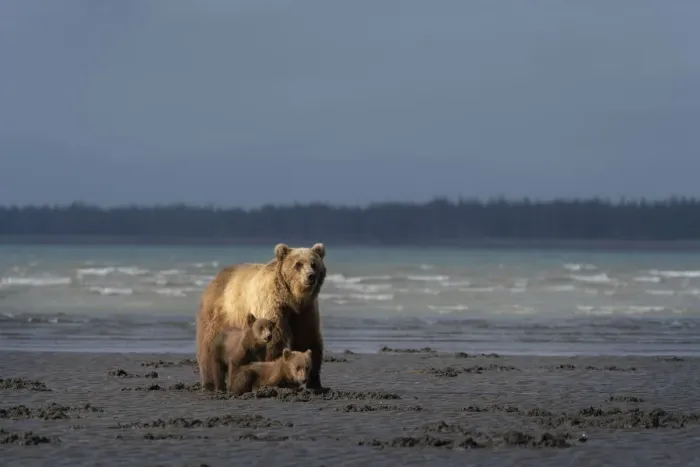 Framed Print : USA, Alaska, Lake Clark National Park. Grizzly bear sow with cubs searching for clams