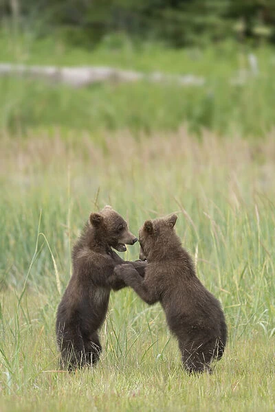 USA, Alaska, Lake Clark National Park. Grizzly bear cubs playing
