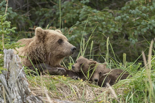 USA, Alaska, Lake Clark National Park. Grizzly bear sow bedded down with cubs