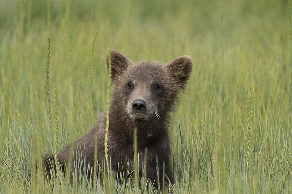 USA, Alaska, Lake Clark National Park. Grizzly bear cub close-up