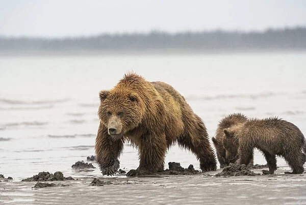 USA, Alaska, Lake Clark National Park. Grizzly bear sow with cubs searching for clams at