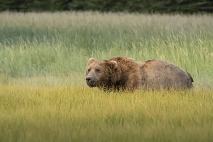 Framed Print : USA, Alaska, Lake Clark National Park. Male grizzly bear in meadow Framed Print : USA, Alaska, Lake Clark National Park. Male grizzly bear in meadow