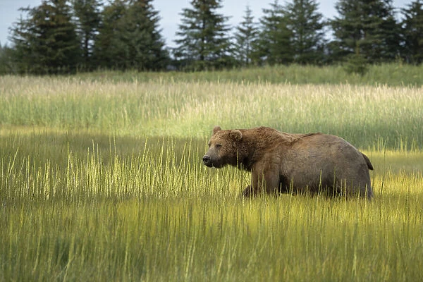 USA, Alaska, Lake Clark National Park. Male grizzly bear in meadow