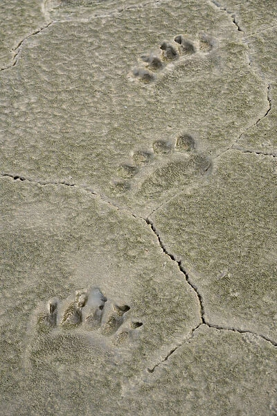 USA, Alaska, Lake Clark National Park. Grizzly bear paw prints in mud