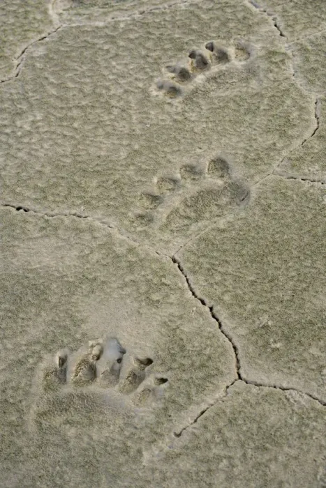 Framed Print : USA, Alaska, Lake Clark National Park. Grizzly bear paw prints in mud Framed Print : USA, Alaska, Lake Clark National Park. Grizzly bear paw prints in mud