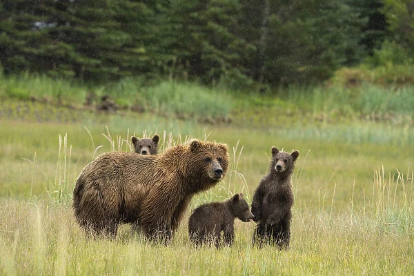 USA, Alaska, Lake Clark National Park. Grizzly bear sow and cubs in rain