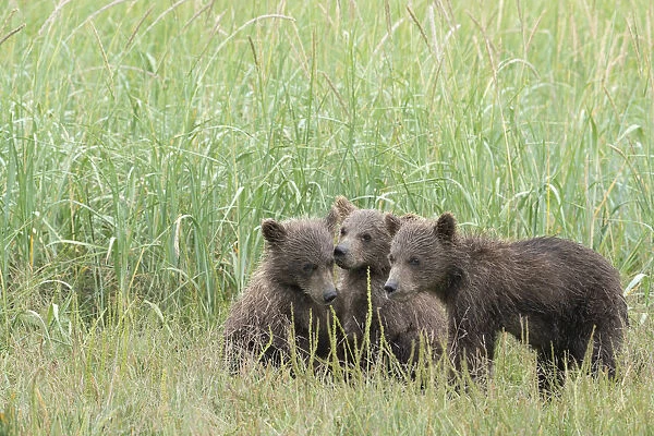 USA, Alaska, Lake Clark National Park. Three grizzly bear cubs in grass