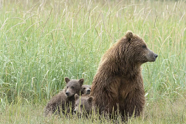 USA, Alaska, Lake Clark National Park. Grizzly bear cubs relaxing with mother