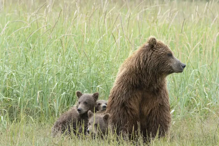 Framed Print : USA, Alaska, Lake Clark National Park. Grizzly bear cubs relaxing with mother Framed Print : USA, Alaska, Lake Clark National Park. Grizzly bear cubs relaxing with mother