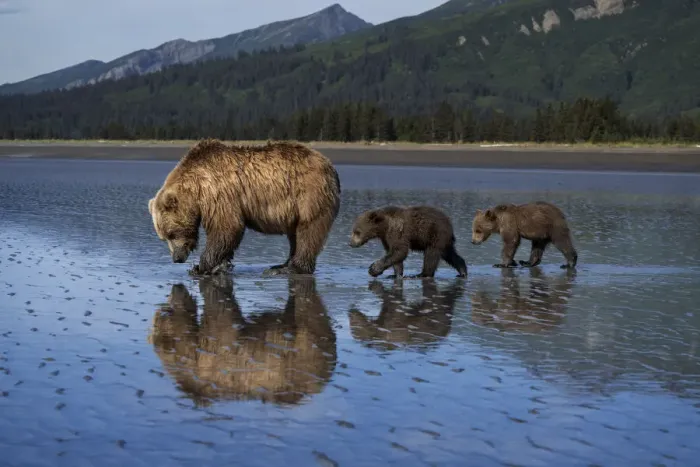 Framed Print : USA, Alaska, Lake Clark National Park. Grizzly bear sow with cubs searching for clams