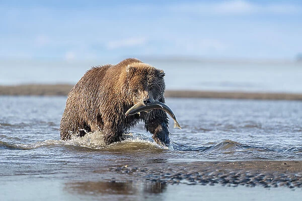 USA, Alaska, Lake Clark National Park. Grizzly bear with salmon prey in creek