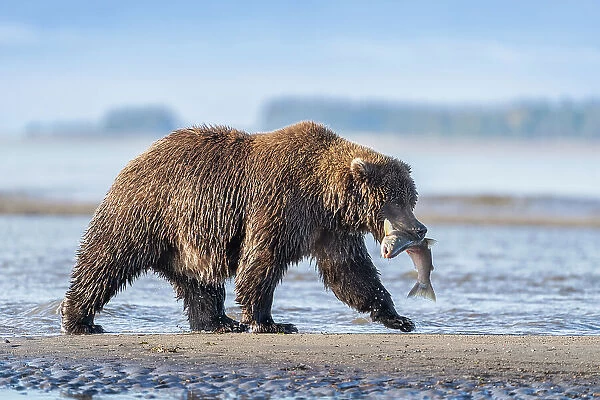 USA, Alaska, Lake Clark National Park. Grizzly bear with salmon prey