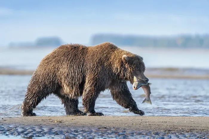 Framed Print : USA, Alaska, Lake Clark National Park. Grizzly bear with salmon prey Framed Print : USA, Alaska, Lake Clark National Park. Grizzly bear with salmon prey