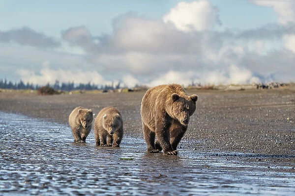 USA, Alaska, Lake Clark National Park. Grizzly bear sow with two cubs walk on beach