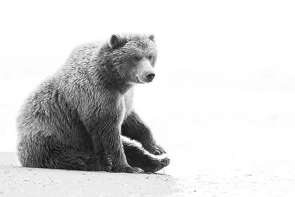 USA, Alaska, Lake Clark National Park. Resting grizzly bear on beach