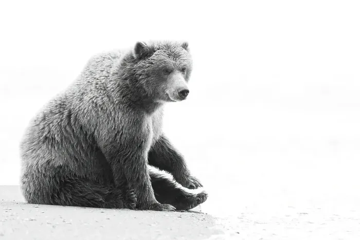 Framed Print : USA, Alaska, Lake Clark National Park. Resting grizzly bear on beach Framed Print : USA, Alaska, Lake Clark National Park. Resting grizzly bear on beach