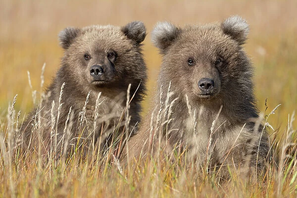 USA, Alaska, Lake Clark National Park. Grizzly bear cubs close-up in grassy meadow