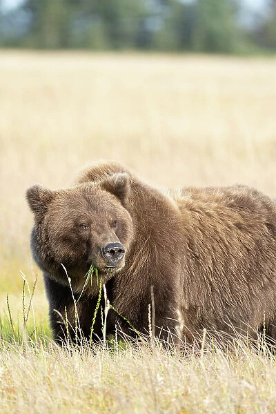 USA, Alaska, Lake Clark National Park. Grizzly bear close-up in meadow