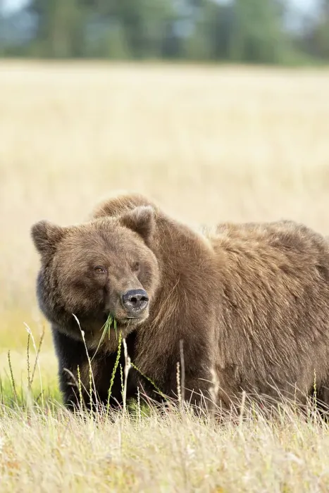 Framed Print : USA, Alaska, Lake Clark National Park. Grizzly bear close-up in meadow Framed Print : USA, Alaska, Lake Clark National Park. Grizzly bear close-up in meadow