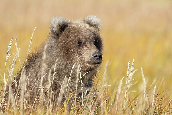 USA, Alaska, Lake Clark National Park. Grizzly bear cub close-up in grassy meadow