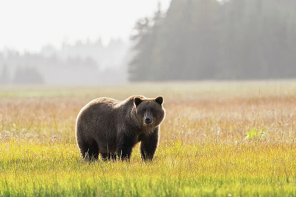USA, Alaska, Lake Clark National Park. Grizzly bear male in meadow