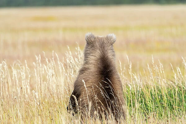 USA, Alaska, Lake Clark National Park. Grizzly bear cub's back in grassy meadow